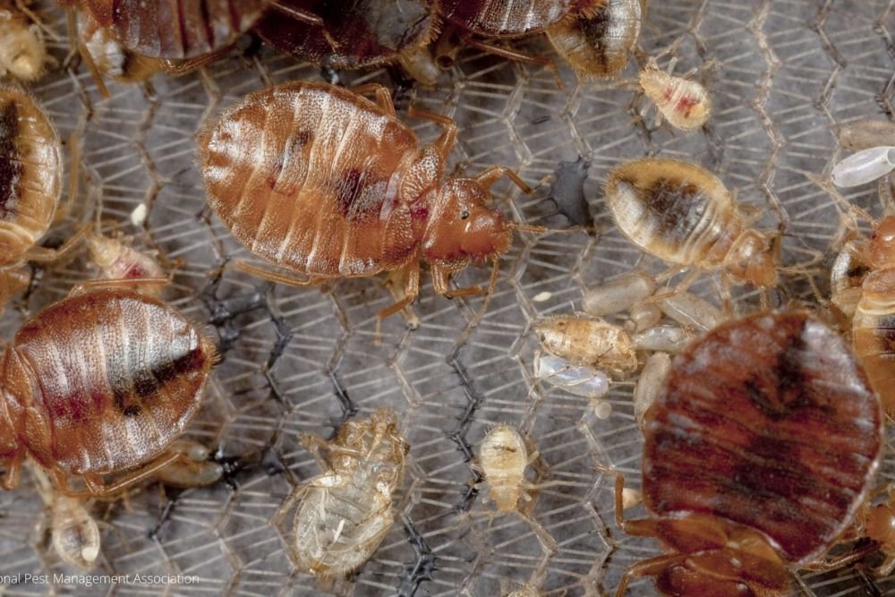 Infestation of bed bugs on a bed, illustrating the necessity for pest control services in San Jose, CA.