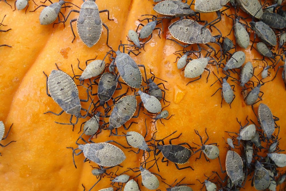 A group of bugs on a pumpkin, representing common pest problems addressed by home pest control in San Jose, CA.